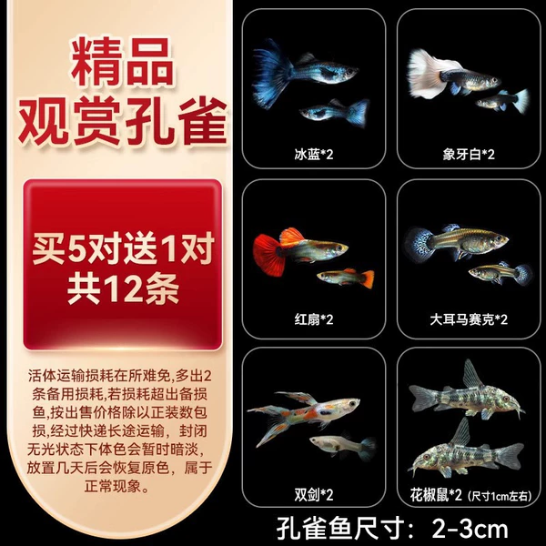 Large -scale boutique ornamental peacock A+clean fish 5 pairs 1 to a total of 12 pieces in total