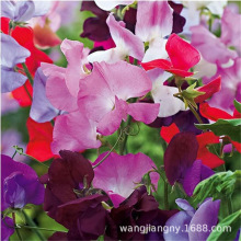 㶹N ＾N҃ȷݱֲ̨N