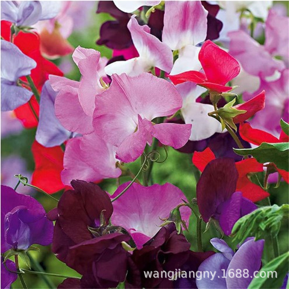 香豌豆种子 春秋季播种室内芳香草本花卉阳台攀爬盆栽植物种子