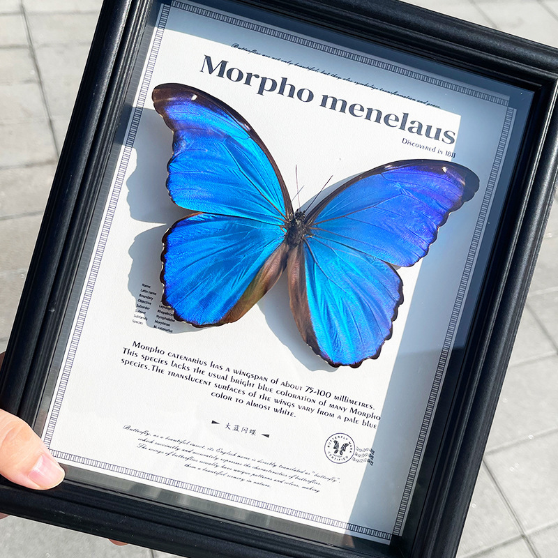 Large Blue Morpho Butterfly Real Butterfly Specimen Photo Frame Finished Product Girls Insect Blue Couple Birthday Chinese Valentine's Day Holiday Gift Large Blue Morpho Butterfly Real Butterfly Specimen Photo Frame Finished Product Girls Insect Blue Couple Birthday Chinese Valentine's Day Holiday Gift