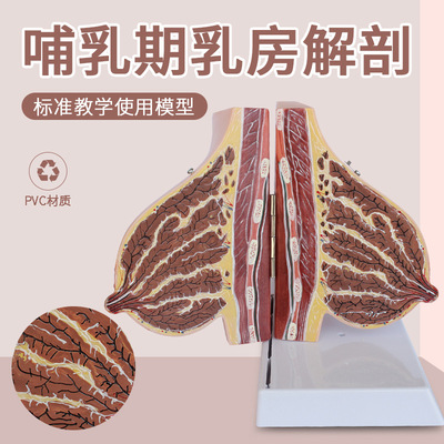 Lactation Female sex Breast anatomy Model Static period Chest structure mould Female sex Breast Section Teaching aids