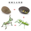 Mantis Growth Cycle 76.2g