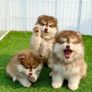 ���N����˹����Ȯ���w�����ܰ氢��˹�Ӽtɫ��ɫ��ɫѩ��Ȯ���ﹷ