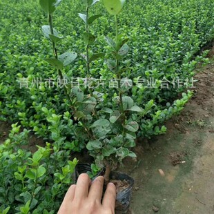 �����lì�r�����ݻ��؈@��ֲ�� �G�������l �ļ������S���辰