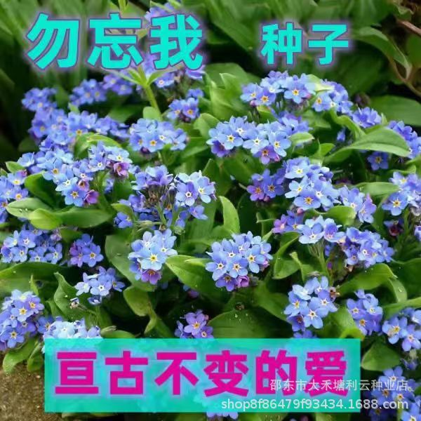 Forget-Me-Not Seeds Blue Forget-Me-Not Flower Seeds Perennial Easy-To-Grow Courtyard Balcony Feeding Florals and Grass Seeds