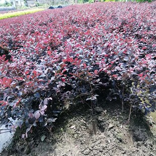 ��ُ�t���^ľ��t���^ľС��r�����l��ľ�t���^ľɫ�K��t����ľ