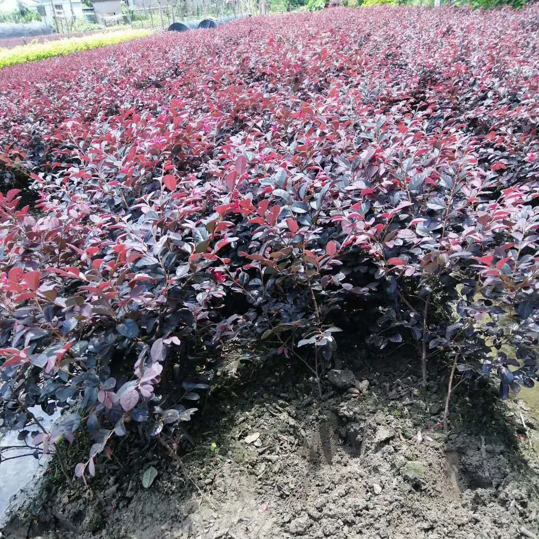 Купить рассаду красной камелии, маленькие рассадки красной камелии, оптовые цены на кустарниковую красную камелию, рассаду красной камелии с цветными блоками, красную камелию.
