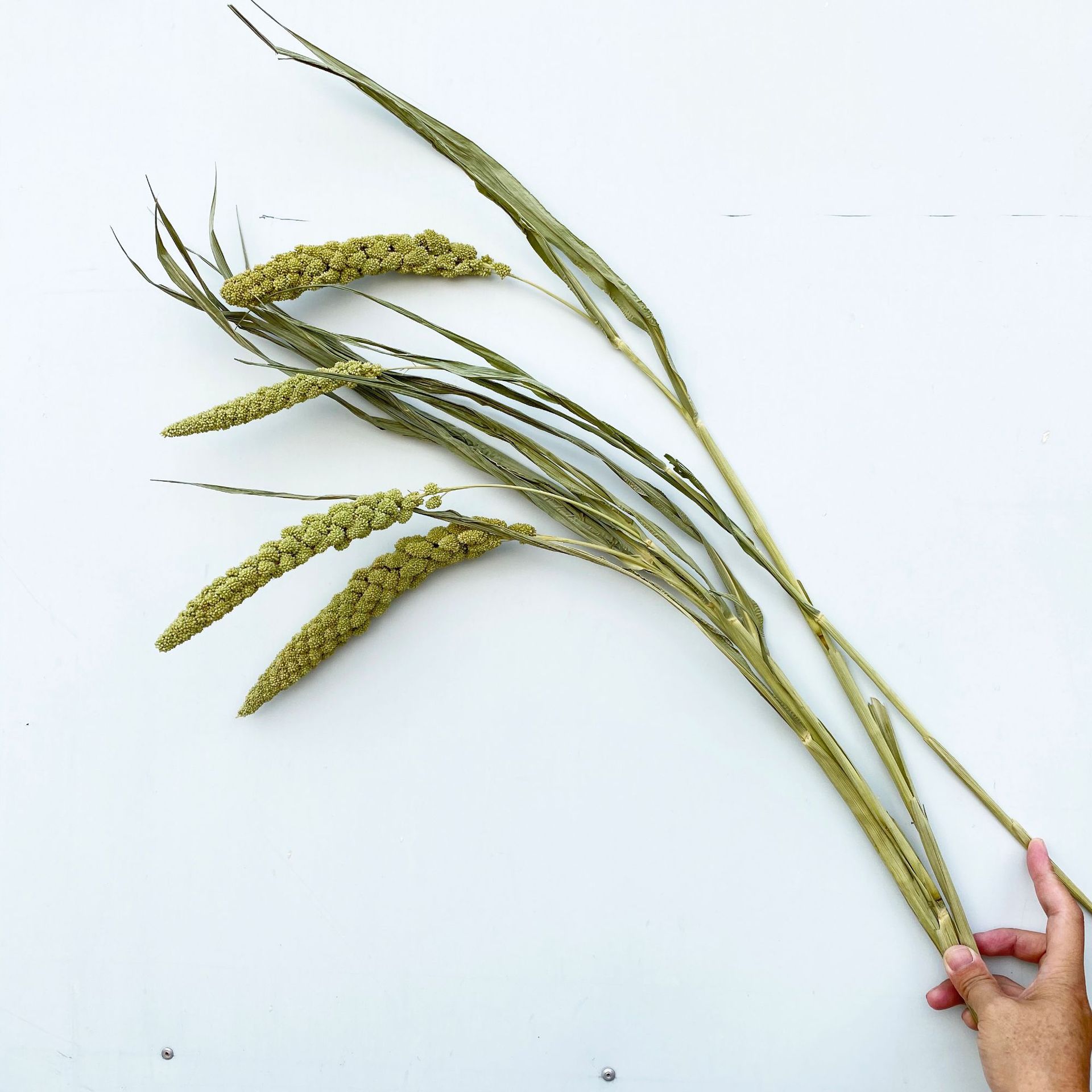 Épis de riz naturels Xiaomi, accessoires de photographie et décoration intérieure artistique, fleurs séchées à faire soi-même, vente en gros_voghion.com