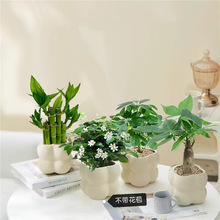 【四件套组合】发财树金钻富贵竹九里香栀子花绿植盆栽桌面绿植