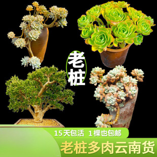 �Ϙ��������؛���]ֱ��������^��Ʒ�����⾳���ֺ�¶�Bˇ�c���@