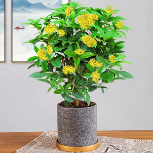 �𻨘����ļ������Կ�ʳ���_�������҃��̨ͥԺ�����ͻ��ܴ�ֲ��