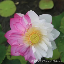 水培植物碗莲花卉室内花好养四季开花种子籽水养荷花盆栽客厅跃宠