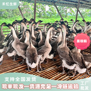 �V�|�����Z�r��ɢ�B���r���Z����ֻ�F���F�l���B�Bֳ���|�r������
