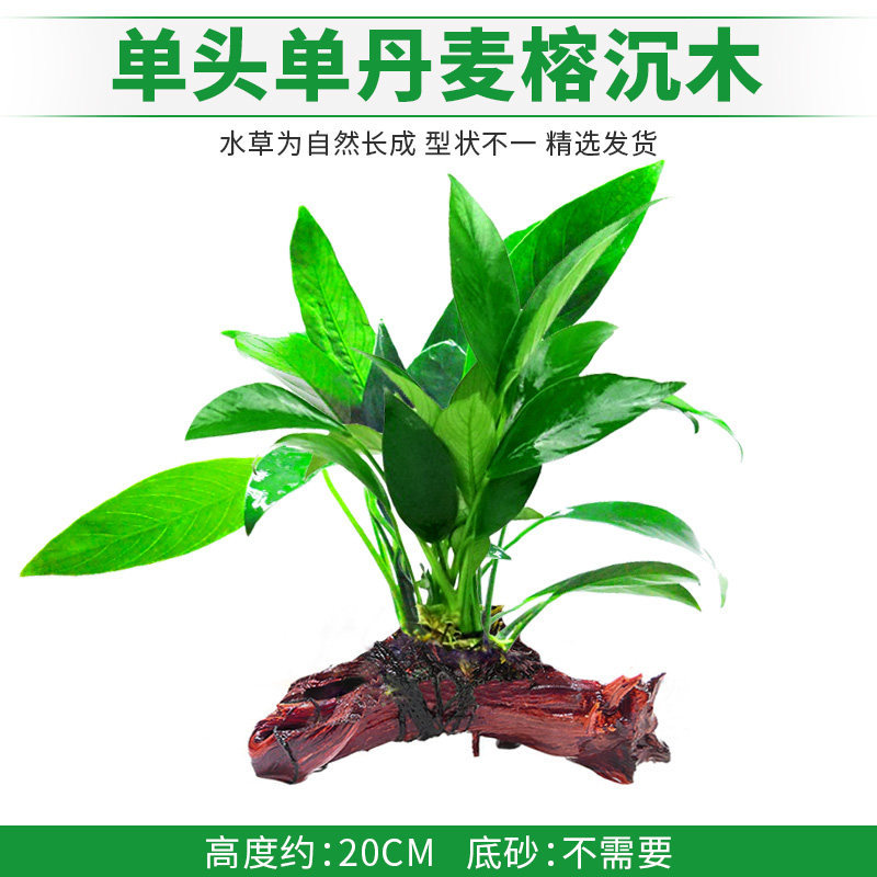 单头丹麦榕沉木