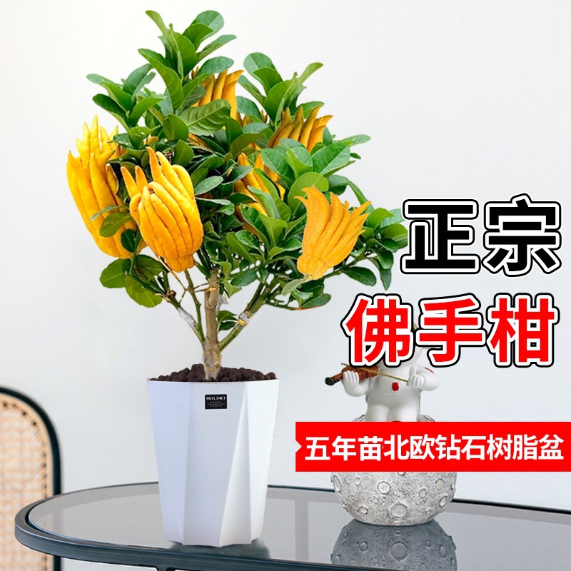 베르가못 5년근 더미 + 다이아몬드 레진 화분(과일이 있는 과일 단계)