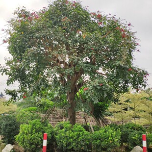 903���� ɺ����ͩ 51cm����ֲ�� ������ �����t