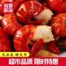 冷冻特大龙虾尾无冰龙虾尾冷冻大号小龙虾虾尾虾球饭店批发批发