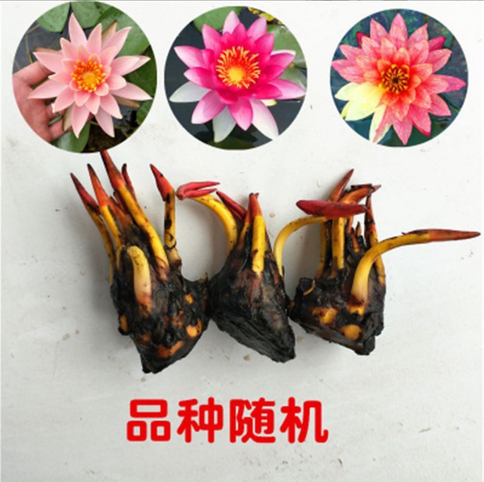 Оптовая Продажа Four Seasons Водные Растения Большие Водяные Лилии Многоцветный Корневой Блок Гидропоника Вода Лотос Подвой Пруд В Горшках Водяные Лилии