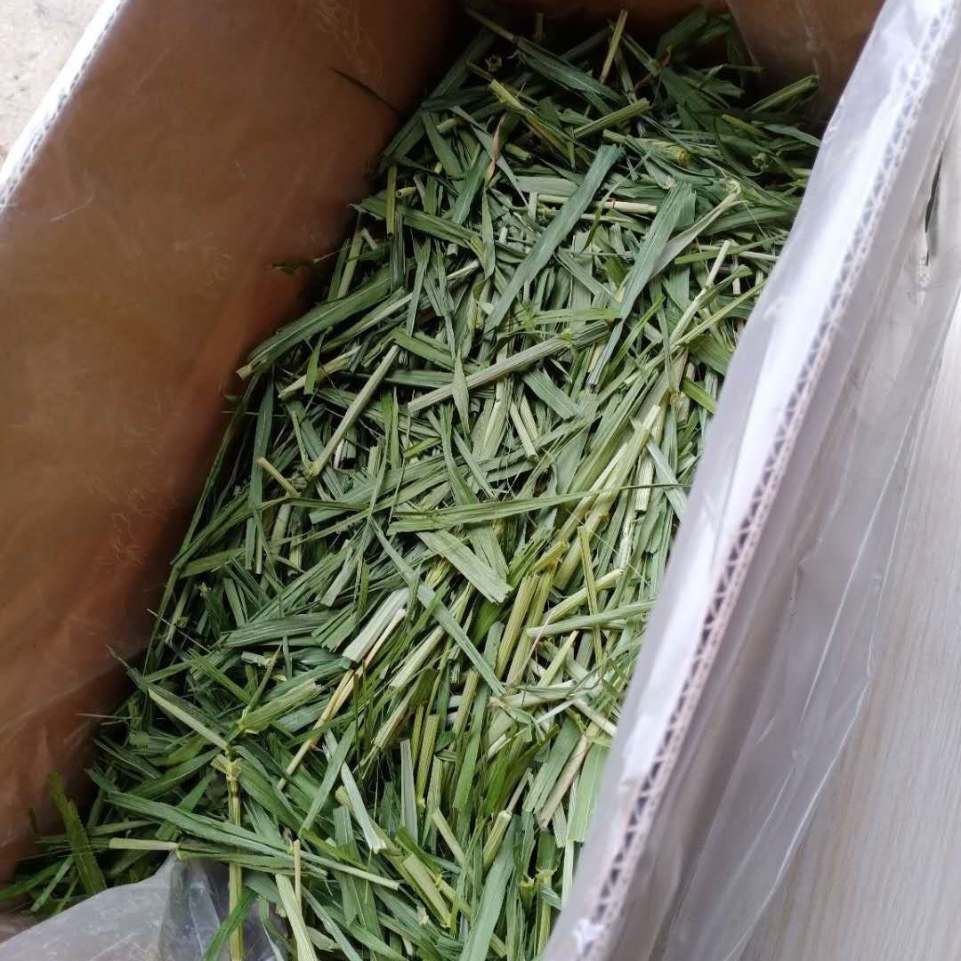 跨境烘干大麦草段 龙猫荷兰猪宠物牧草 大麦苗干草兔粮 大麦草段