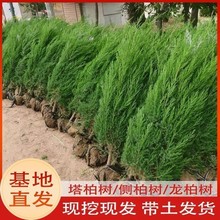 �ؘ�����ɰ؂Ȱر�����ؘ����A���ɘ䌚�����������ļ�������