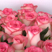 õ�廨�N���ļ��҃����Ի��N�Ӹ��N�����׷N�����⻨�ܾGֲ�ﻨ��