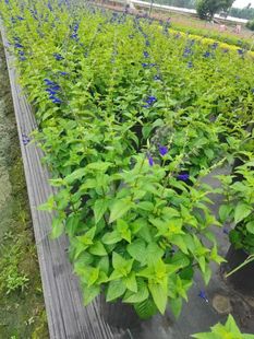 �ɶ����ش���������β�����{��β���{����β��