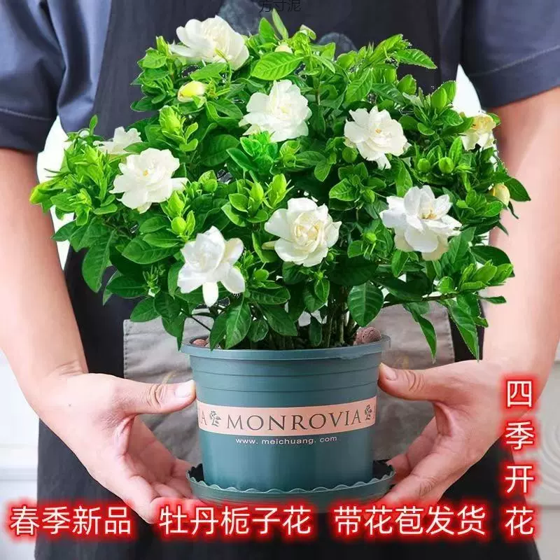 大盆栀子花带花苞栀子花盆栽水培室内花卉绿植四季开花除好养批发