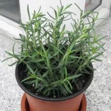 ����ֱ����Ҷֱ���Ե���������Ե���������ʳ�ó������ �����