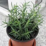 基地直销阔叶直立迷迭香苗各种迷迭香批发可食用常绿香草 量大价