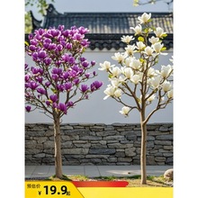 m玧mϱNֲͥԺļͺֲ