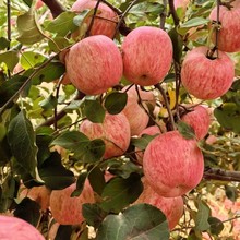 洛川直发甜度13+红富士苹果80#12枚6-7斤新鲜礼盒装蕴丰送礼