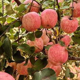 陕西洛川红富士水果批发零售脆甜苹果现摘洛川核心产区应季新鲜