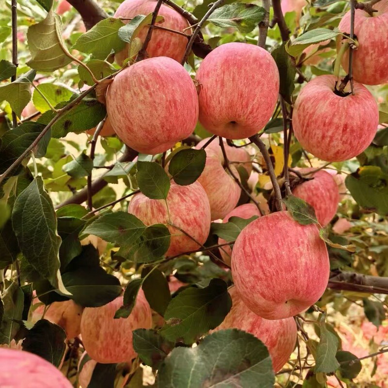 Shaanxi Luo Chuan Red Fuji Fruit Wholesale and Retail, Crispy and Sweet Apples Freshly Picked from Luo Chuan Core Production Area, Seasonal and Fresh