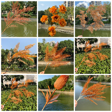 ����ɫ���滨 ��ɫϵ��Y�b�ˇ��c�Ƶ�Y��ܛ�b���� ��ɫ�ٻ�