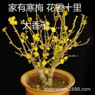 �����D÷�����������S�D÷�������ͥԺ�̨�ͺ�����ֲ�ﮔ���_��
