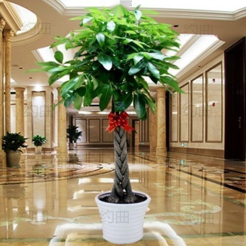Money Tree Living Room Potted Plant to Attract Wealth, Purify Air and Absorb Formaldehyde, Large Green Plant in the Office, Evergreen Plant in All Seasons