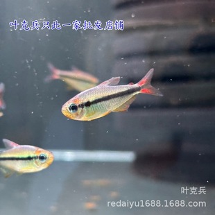 �Ϻ����l�ò��� �����{��ʯ�ɿ��߶˟����~