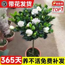 独杆棒棒糖栀子花盆栽带花苞大叶老桩栀枝树苗牡丹四季开花卉植物