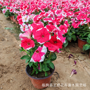 Colorful Morning Glory Seedlings, Outdoor Seedlings, Four-Season Courtyard, Community Park Greening Flower Seedlings, Colorful Morning Glory Potted Plants