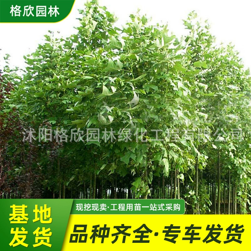 Оптовый проект саженца тополя база лесонасаждений Arbor Park пересадка уличных саженцев тополя гусиная лапа