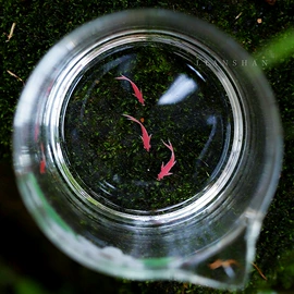 茶具配件;茶杯;茶壶