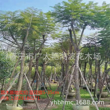 广东普宁艳鸿波花木1-40分蓝花楹行道树风景树苗绿化工程厂区绿化