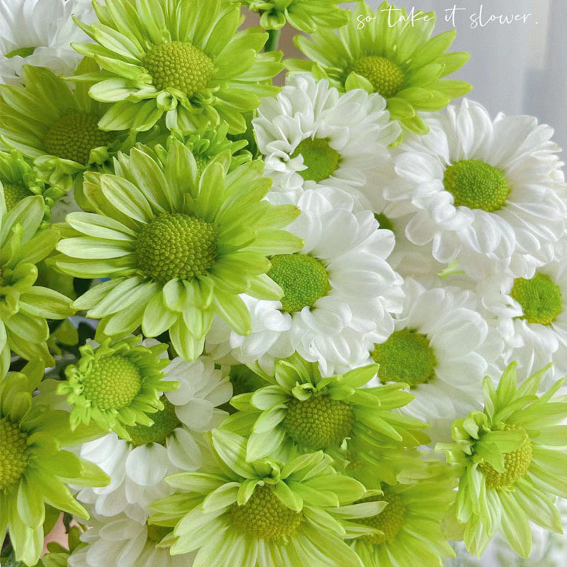 Flower Seeds, Small Daisies, Pyrethrum Flower Plants, Indoor Flower Pots, Sunflower Seeds, Four-Season Flowering Seeds