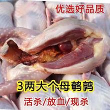 鹌鹑农家散养特大肉批发特大新鲜小鸟真三两新鲜批发烧烤食材怀旧