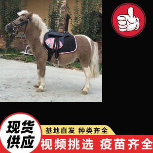 ����С���R���w�r�� ���^��ͯ�T���^�p���R �����N���_�R����