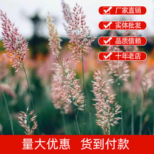 ���۲ݷN���ļ��N�ϱ����Nֲ�o�·�ɳ�����të���ݷN���^�p����