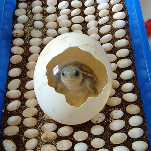 �������~Ѫ�z����̥�ܾ��ɷ���