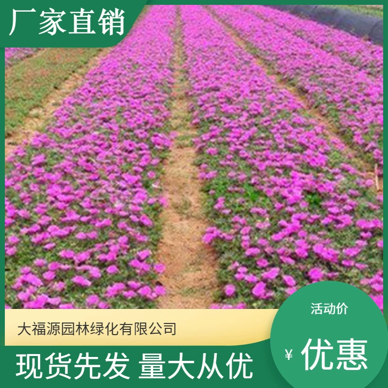 База оптом утренняя слава карлик утренняя слава земля трава цветок Город дорога озеленение проект рассада вид во двор