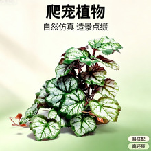 仿真龟背叶植物爬宠缸造景装饰摆件底座藤条摆件龟背叶仿真水草