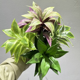 �ٺ������Gֲ����ľ��Ѫ���콶�����F�҃��쾰�廨��ˇ�bG�~